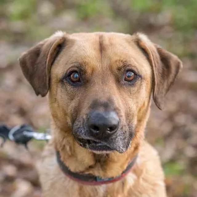 Black, male Belgian Malinois for adoption at SPA de Loire Atlantique