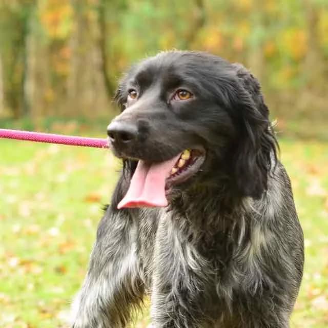 New Delhi, mixed breed for adoption at SPA de Loire Atlantique, Nantes