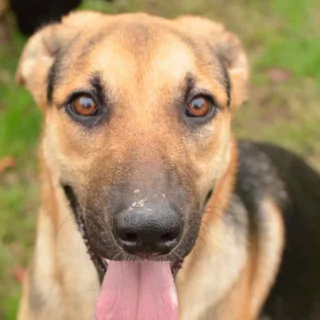 Flash, male German Shepherd for adoption at SPA de Loire Atlantique