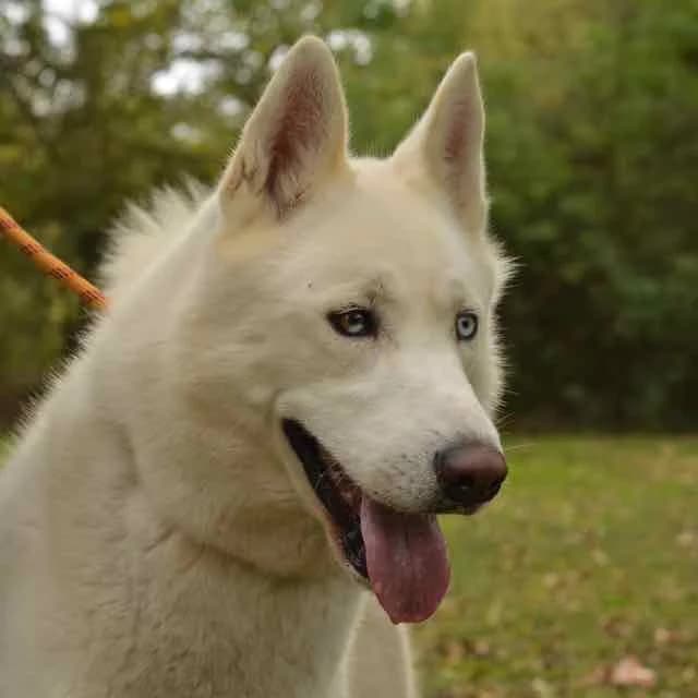 Ricky,  Mixed Breed for adoption at SPA de Loire Atlantique, Nantes