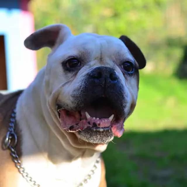 Inaya,  Mixed Breed for adoption at SPA de Loire Atlantique, Nantes