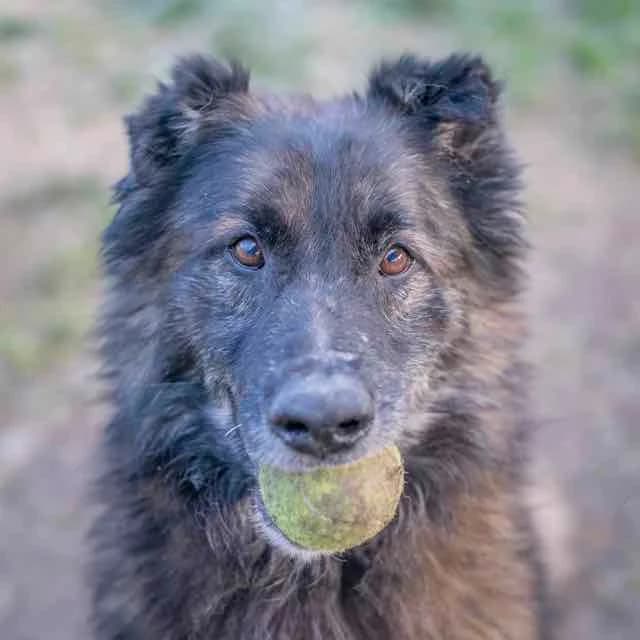 Sangha, male Belgian Tervuren for adoption at SPA de Loire Atlantique