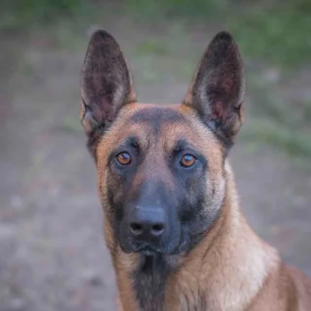 Mila, Mixed Breed for adoption at SPA de Loire Atlantique, Nantes