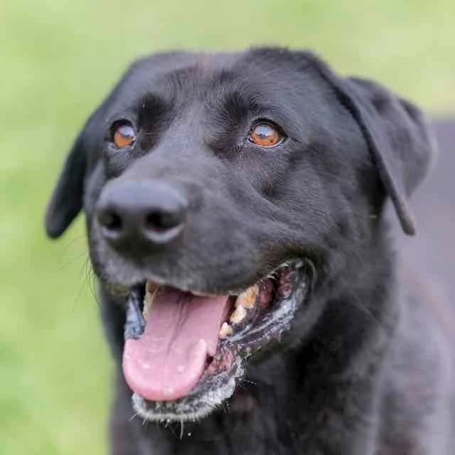 Nousse, male Labrador Retriever for adoption at SPA de Loire Atlantique