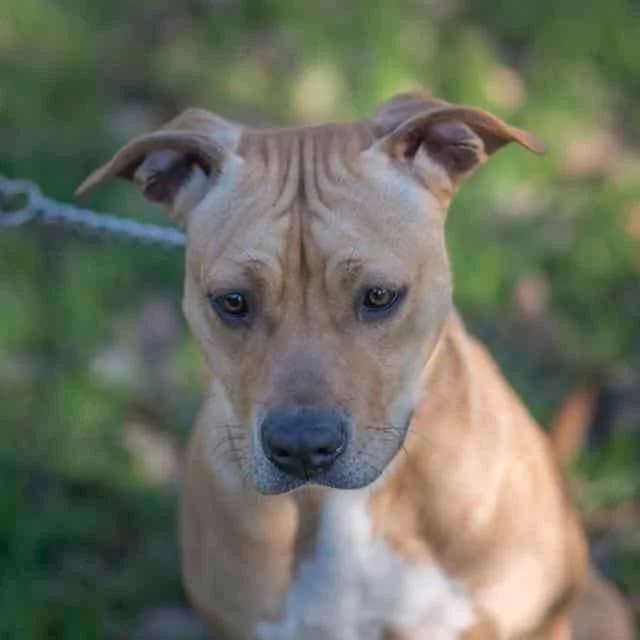 Sya, female 4yo mixed breed for adoption at SPA de Loire Atlantique, Nantes
