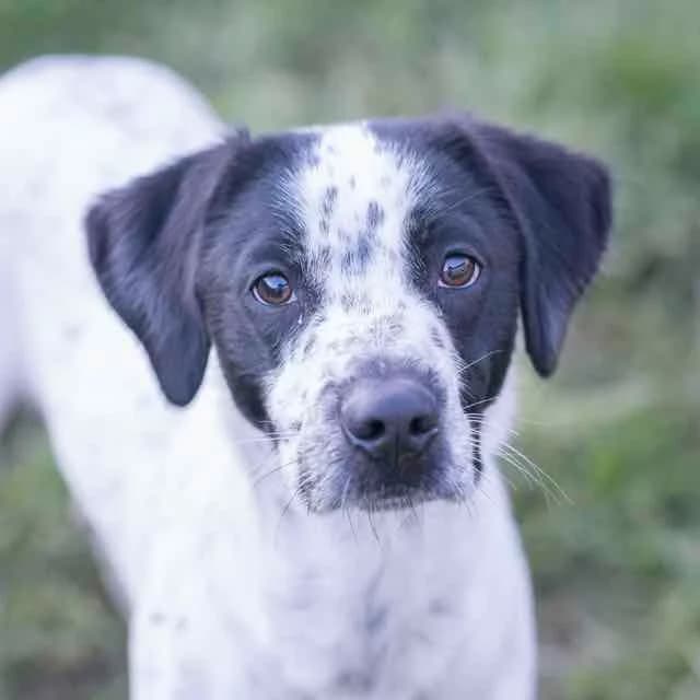 Django, male Pointer for adoption at SPA de Loire Atlantique