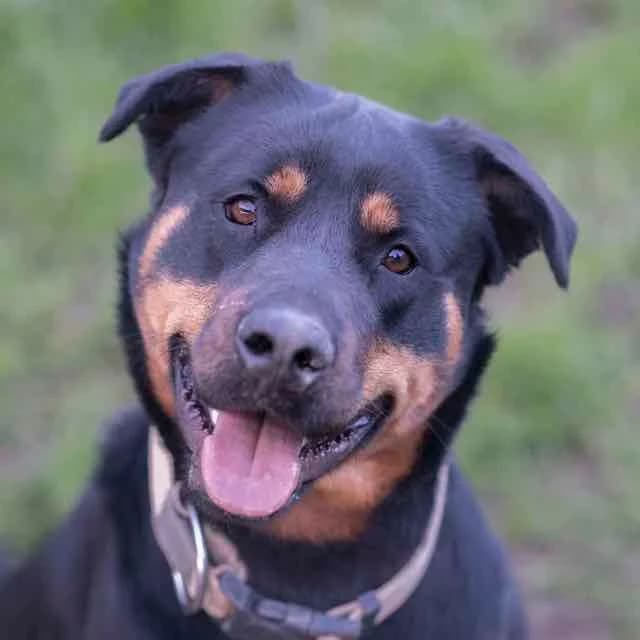 Scarla, female mixed breed for adoption at SPA de Loire Atlantique