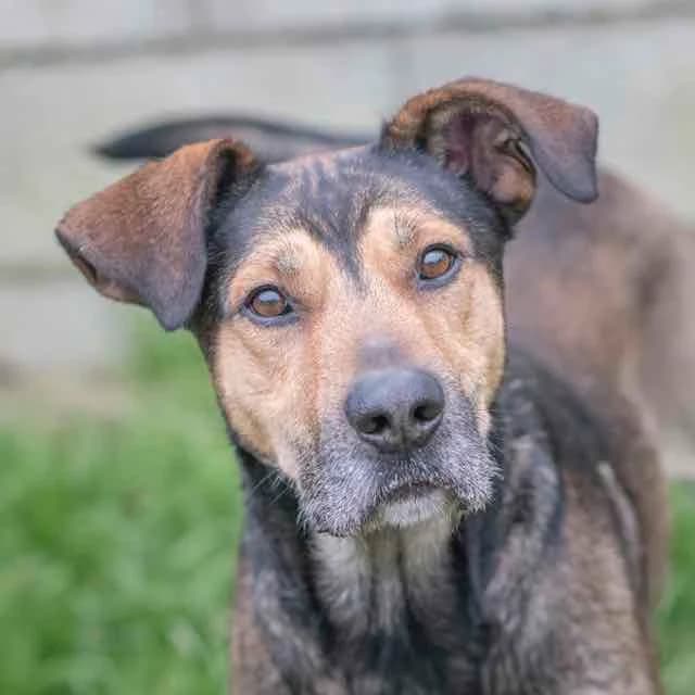 Pogo, male mixed breed for adoption at SPA de Loire Atlantique