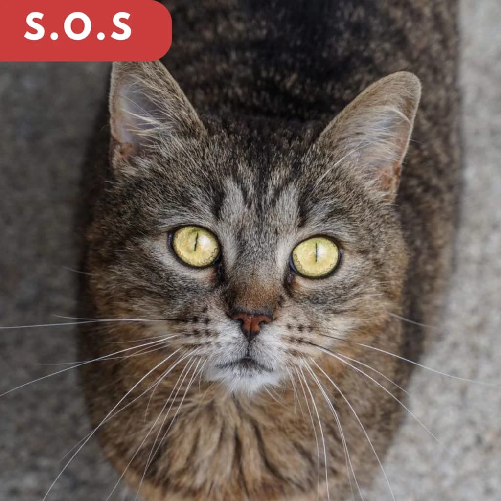 Kinoutte,  Mixed Breed for adoption at SPA de Loire Atlantique, Nantes