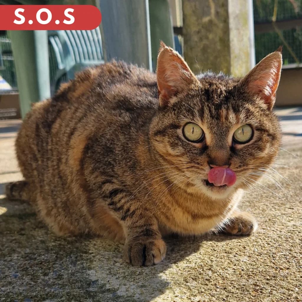 Enguerande, female senior Mixed Breed for adoption at SPA de Loire Atlantique, Nantes