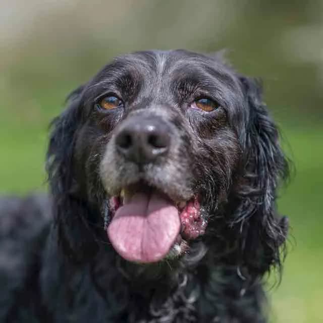 Inca,  Mixed Breed for adoption at SPA de Loire Atlantique, Nantes