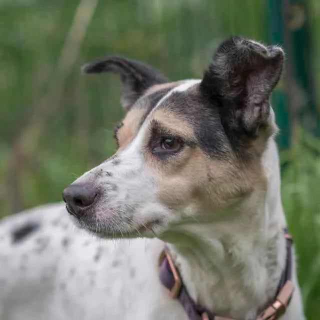 Karma,  Border Collie for adoption at SPA de Loire Atlantique, Nantes