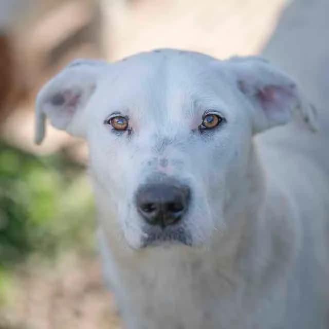 Spicy, female Labrador Retriever for adoption at SPA de Loire Atlantique, Nantes