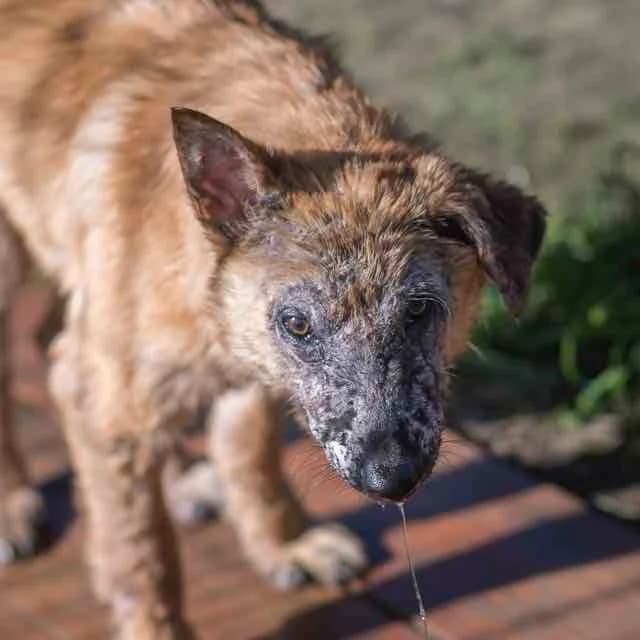 Depp, male Mixed Breed for adoption at SPA de Loire Atlantique