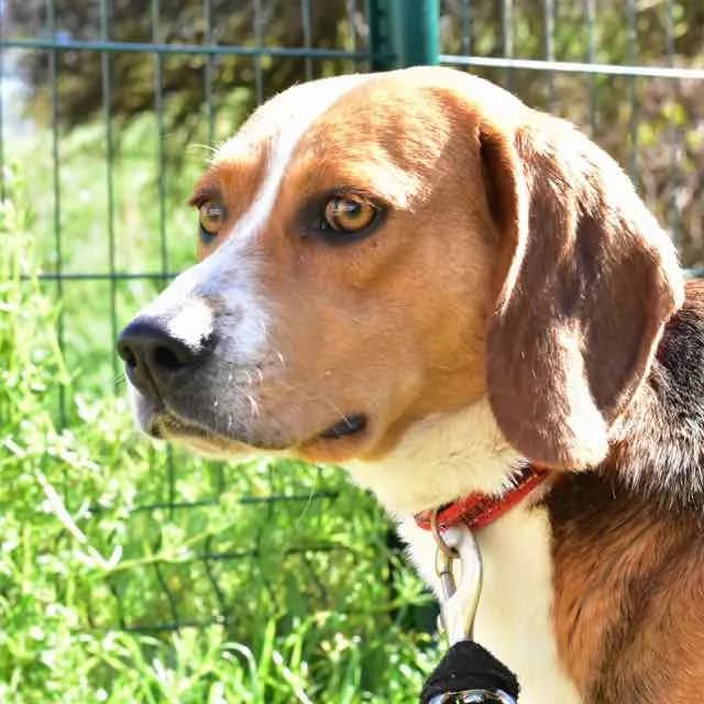 Max, Mixed Breed for adoption at SPA de Loire Atlantique, Nantes