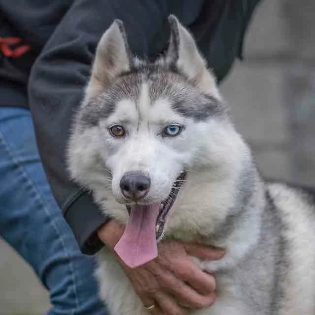 Rio, male 3yo Mixed Breed for adoption at SPA de Loire Atlantique, Nantes