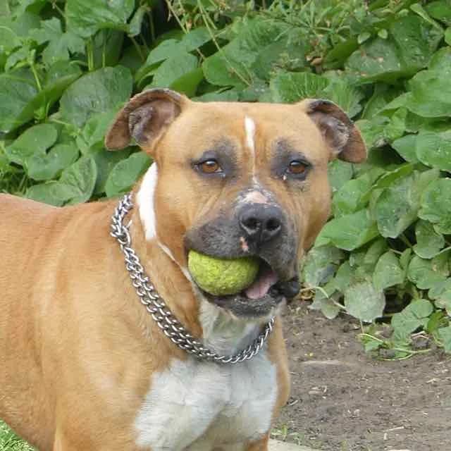 Monsieur, Mixed Breed for adoption at SPA de Loire Atlantique, Nantes