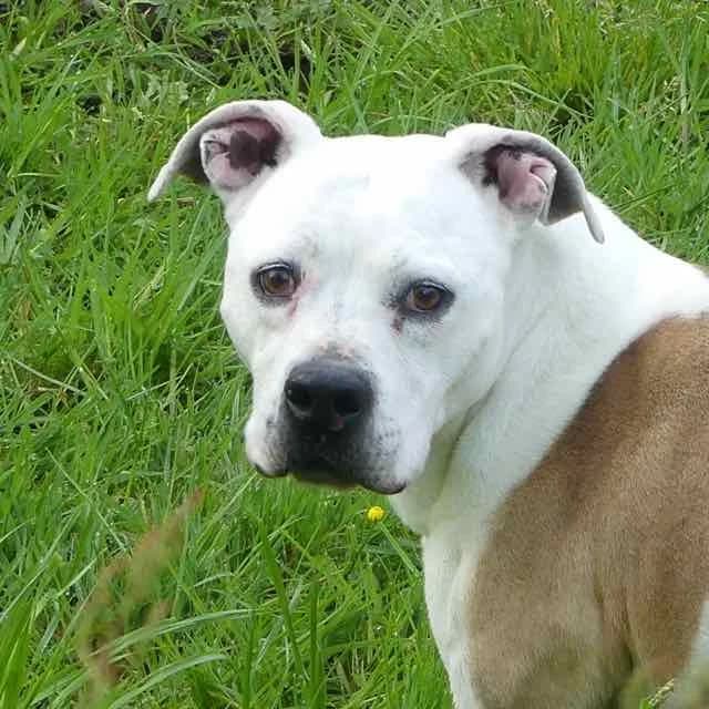Mindy, Mixed Breed for adoption at SPA de Loire Atlantique, Nantes