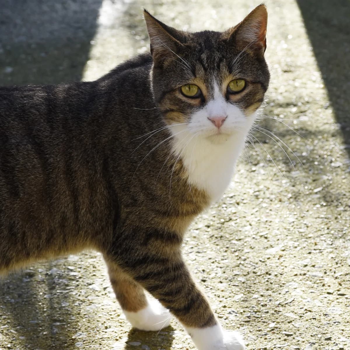 Smith, Mixed Breed for adoption at SPA de Loire Atlantique, Nantes