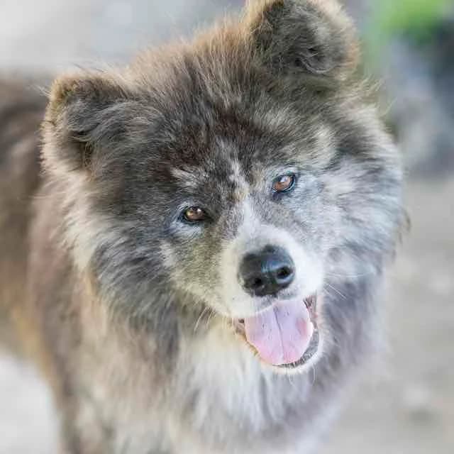 Princesse, Mixed Breed for adoption at SPA de Loire Atlantique, Nantes