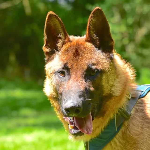 Strudel, Mixed Breed for adoption at SPA de Loire Atlantique, Nantes