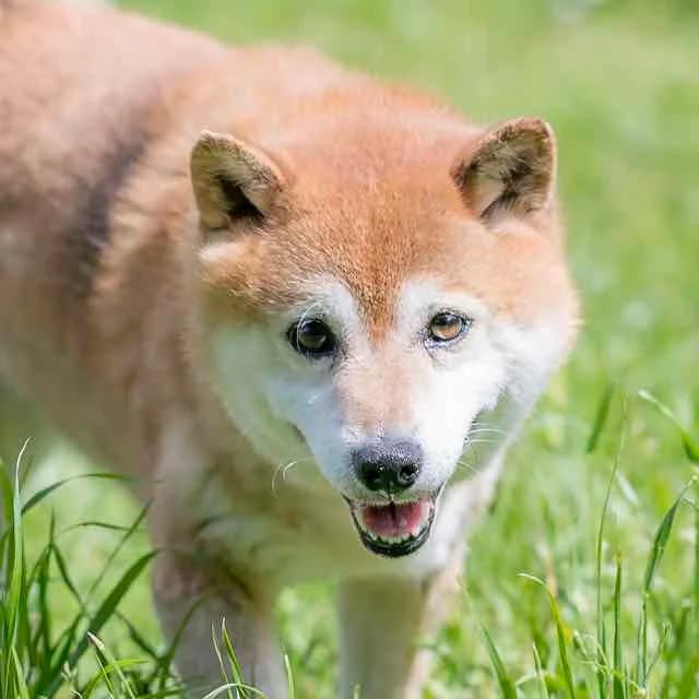 Chika, Mixed Breed for adoption at SPA de Loire Atlantique, Nantes