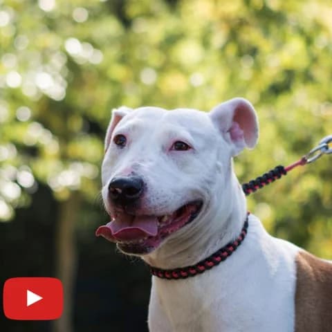 Miya, female Bull Terrier for adoption at SPA de Loire Atlantique