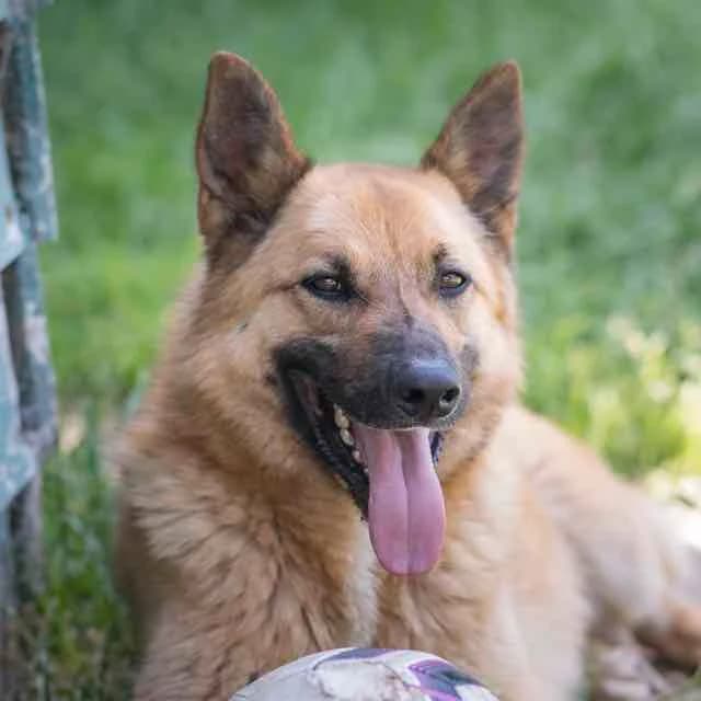 Saïkyo, male young Belgian Malinois for adoption at SPA de Loire Atlantique, Nantes