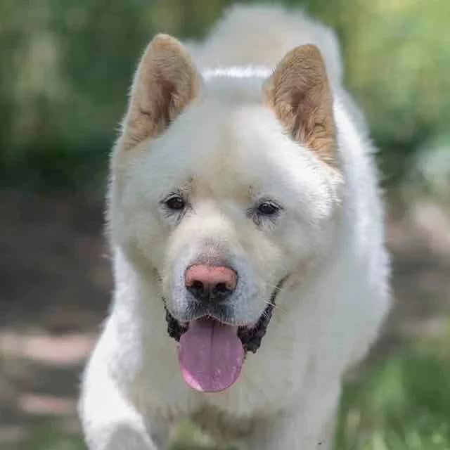 Malabar, Mixed Breed for adoption at SPA de Loire Atlantique, Nantes