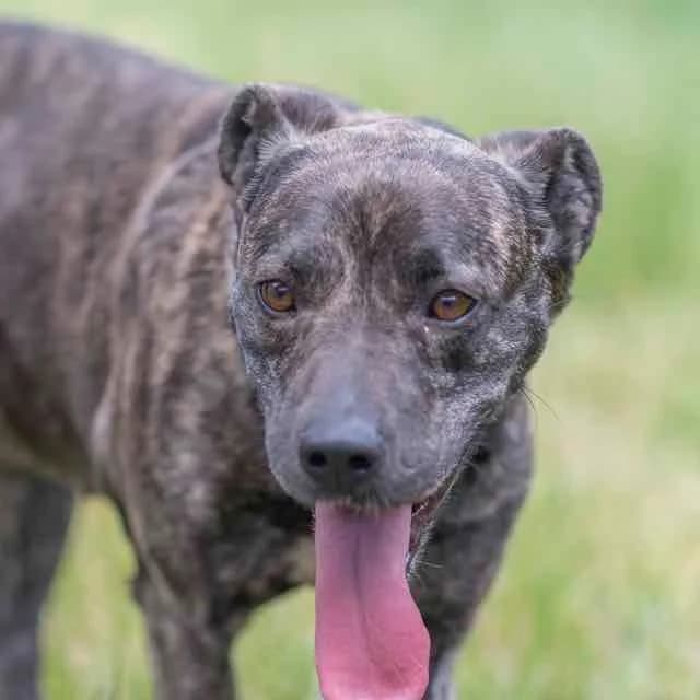 Swing, mixed breed for adoption at SPA de Loire Atlantique, Nantes