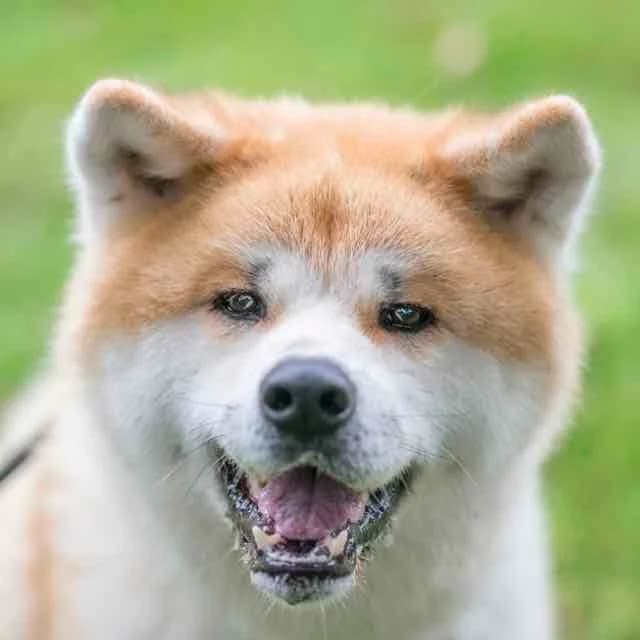 Saïko, male 5yo Mixed Breed for adoption at SPA de Loire Atlantique, Nantes