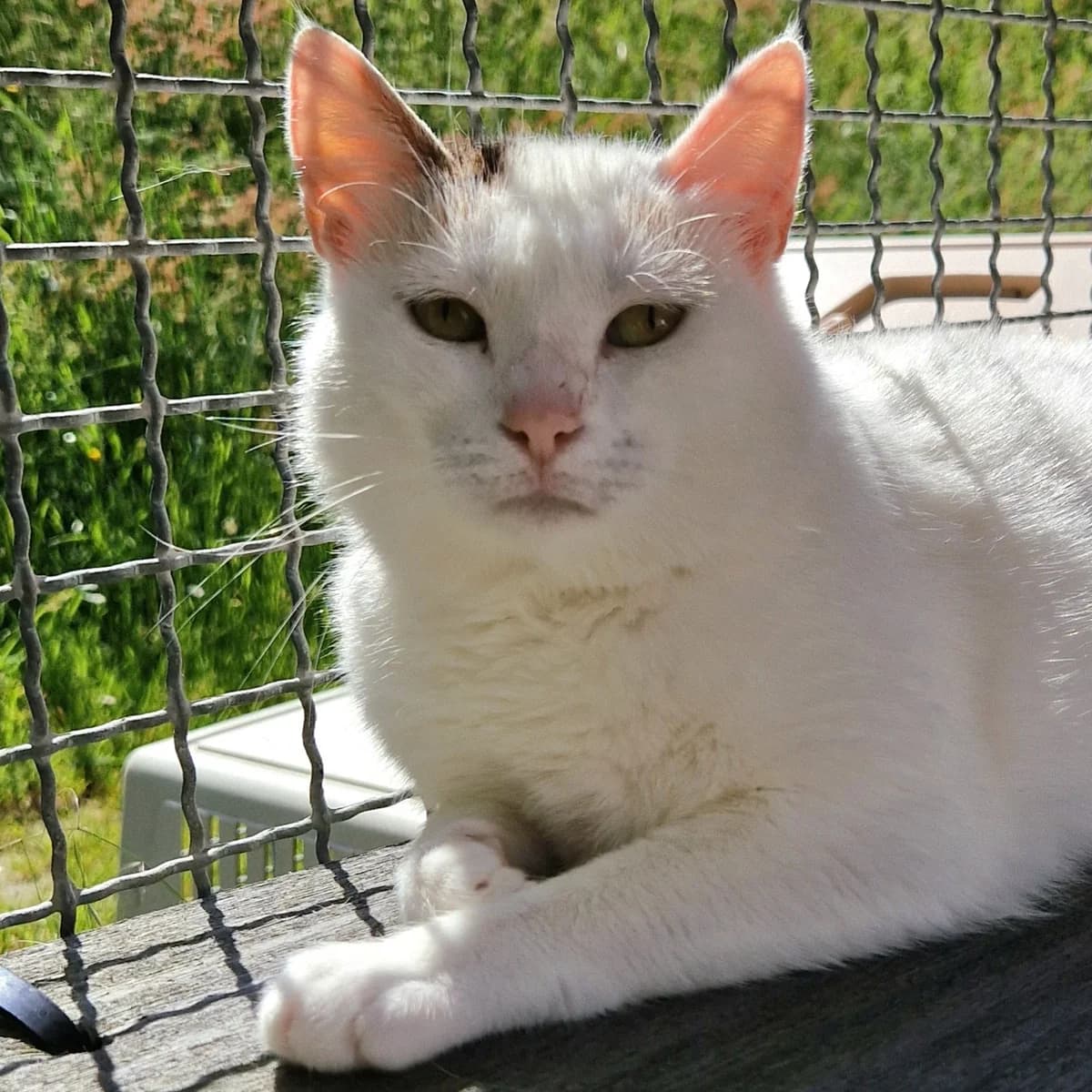 Veni, female 6yo Mixed Breed for adoption at SPA de Loire Atlantique, Nantes