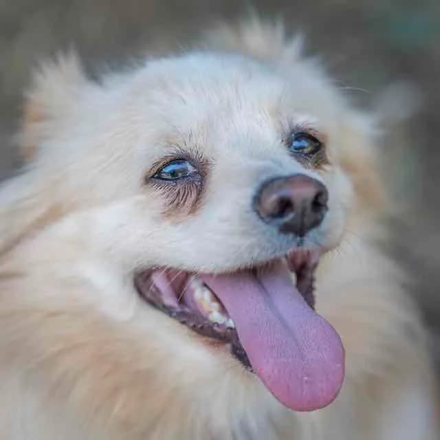 Thanos,  mixed breed for adoption at SPA de Loire Atlantique, Nantes