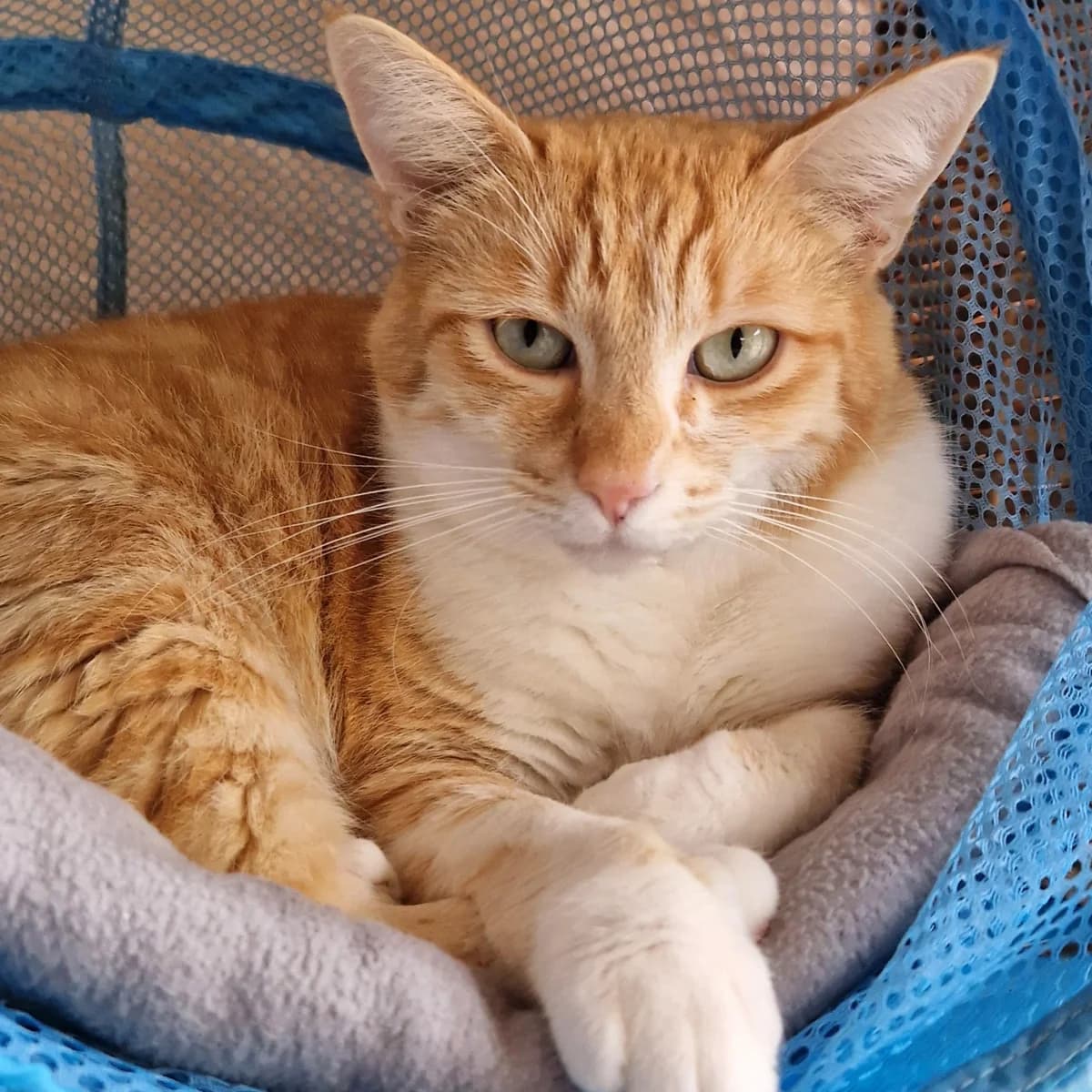 Narcisse,  Mixed Breed for adoption at SPA de Loire Atlantique, Nantes