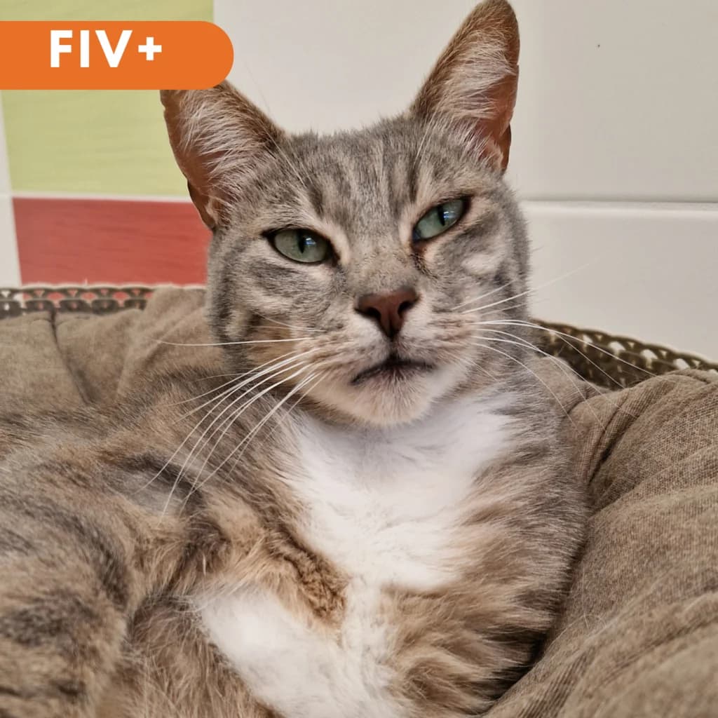 Pius,  Mixed Breed for adoption at SPA de Loire Atlantique, Nantes