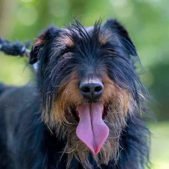 Narvic,  senior Mixed Breed for adoption at SPA de Loire Atlantique, Nantes