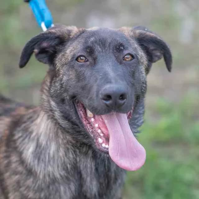 Farfal, mixed breed for adoption at SPA de Loire Atlantique, Nantes