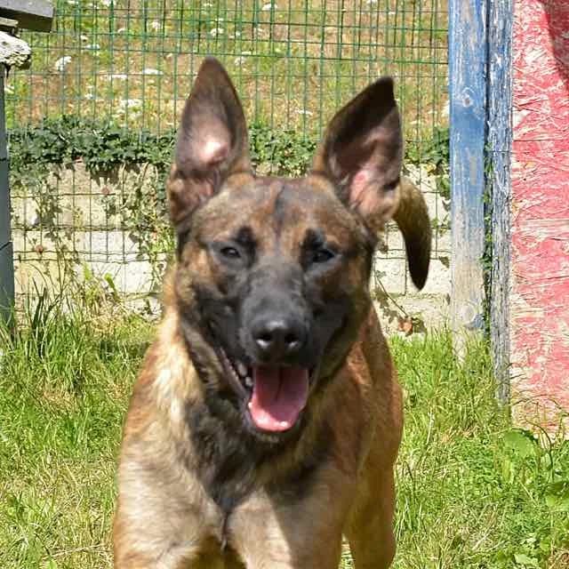 Bounty, Mixed Breed for adoption at SPA de Loire Atlantique, Nantes
