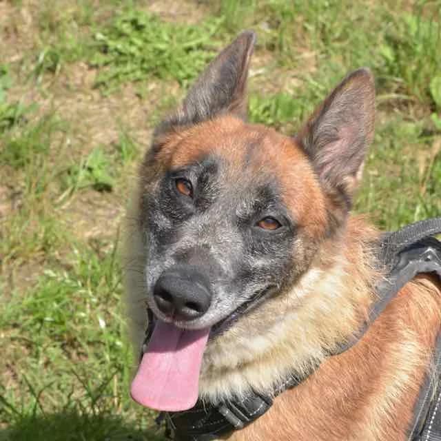 Taïga, Mixed Breed for adoption at SPA de Loire Atlantique, Nantes