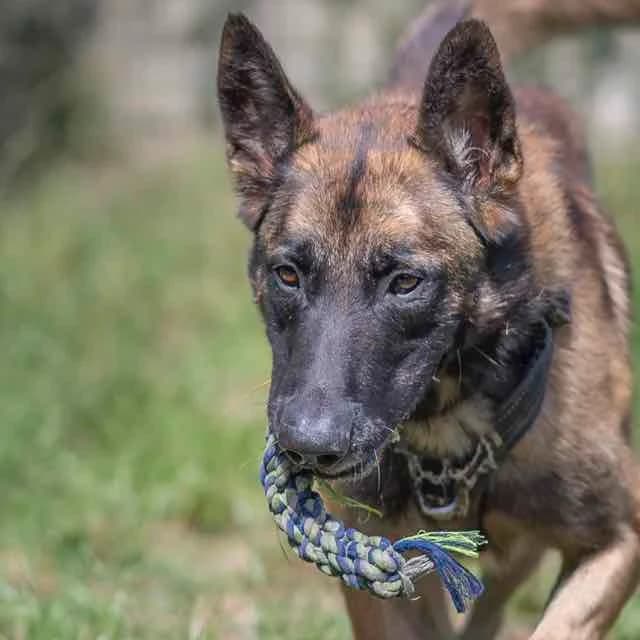 Nino, male senior Mixed Breed for adoption at SPA de Loire Atlantique, Nantes