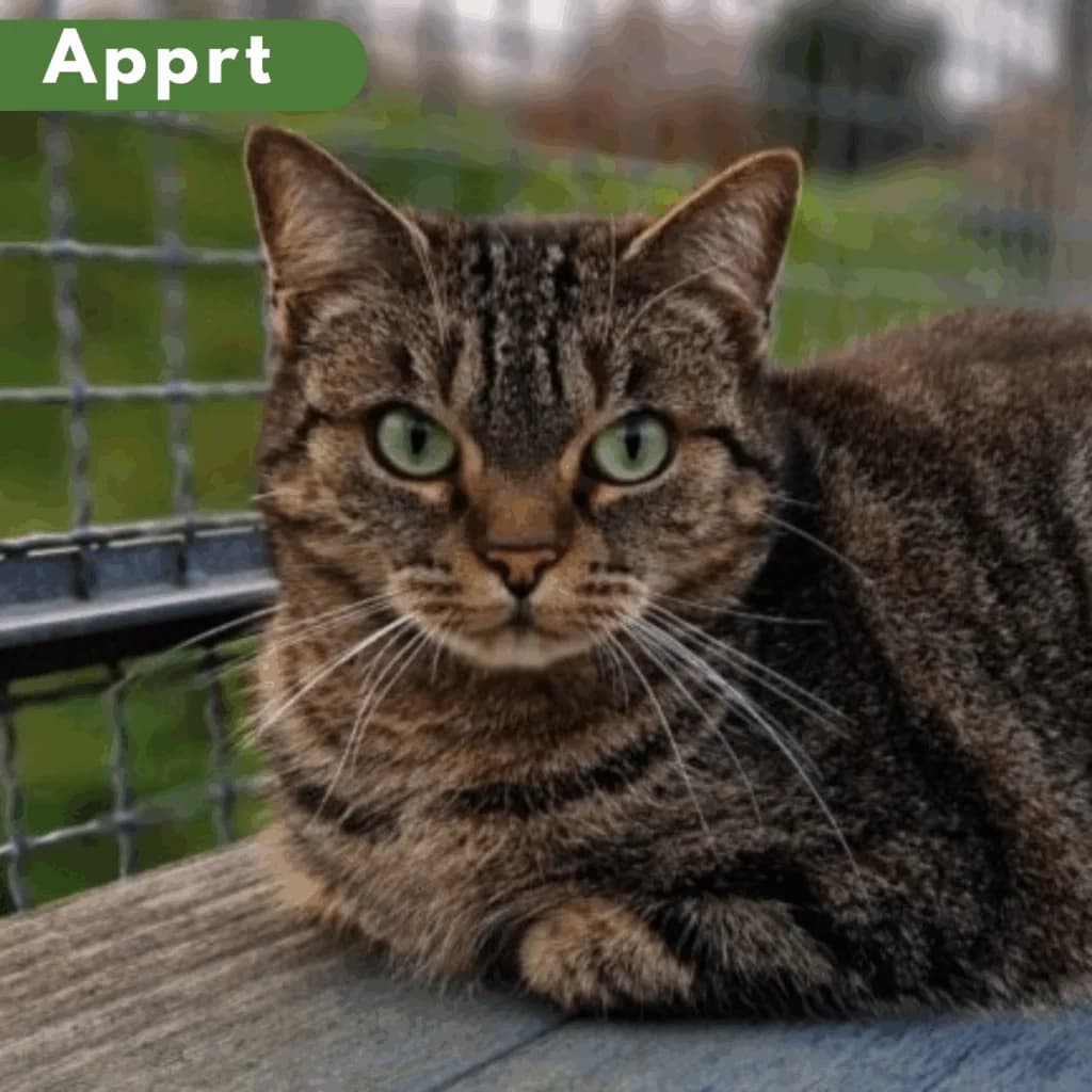 Desdemone, Mixed Breed for adoption at SPA de Loire Atlantique, Nantes