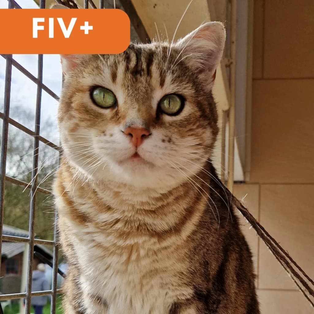 Sutton,  Mixed Breed for adoption at SPA de Loire Atlantique, Nantes
