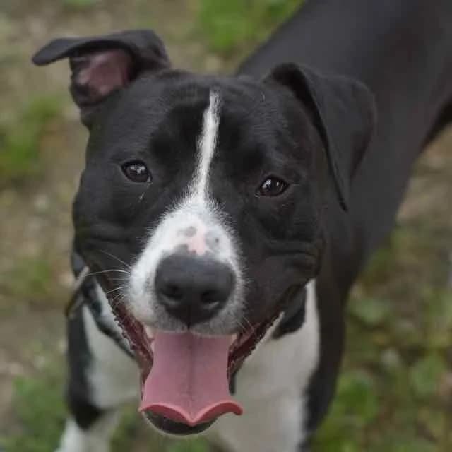 Soprano, Mixed Breed for adoption at SPA de Loire Atlantique, Nantes