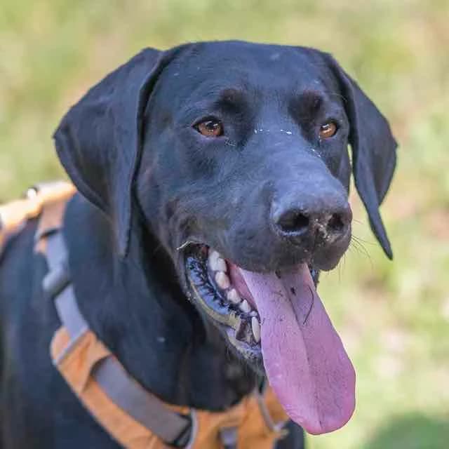 Soka,  5yo Doberman for adoption at SPA de Loire Atlantique, Nantes