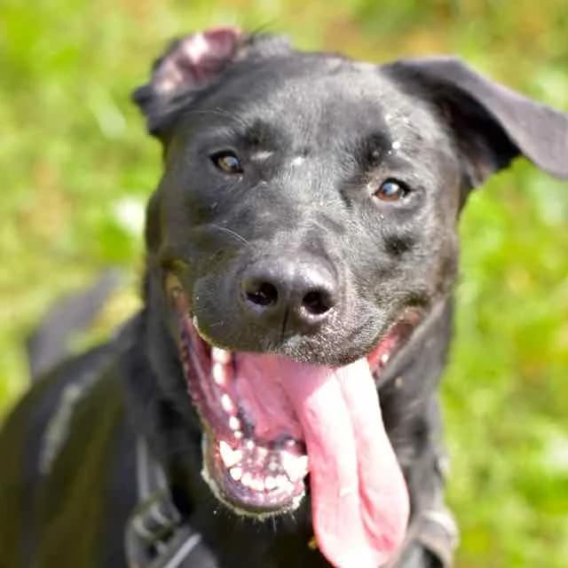 June, female Labrador Retriever for adoption at SPA de Loire Atlantique