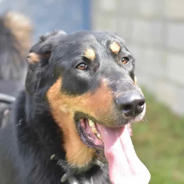 Saïko,  mixed breed for adoption at SPA de Loire Atlantique, Nantes