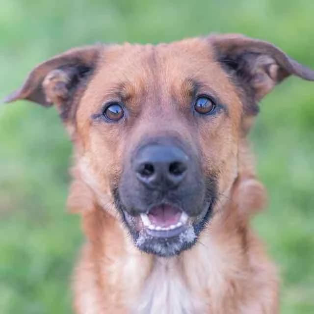 Akaï, Mixed Breed for adoption at SPA de Loire Atlantique, Nantes