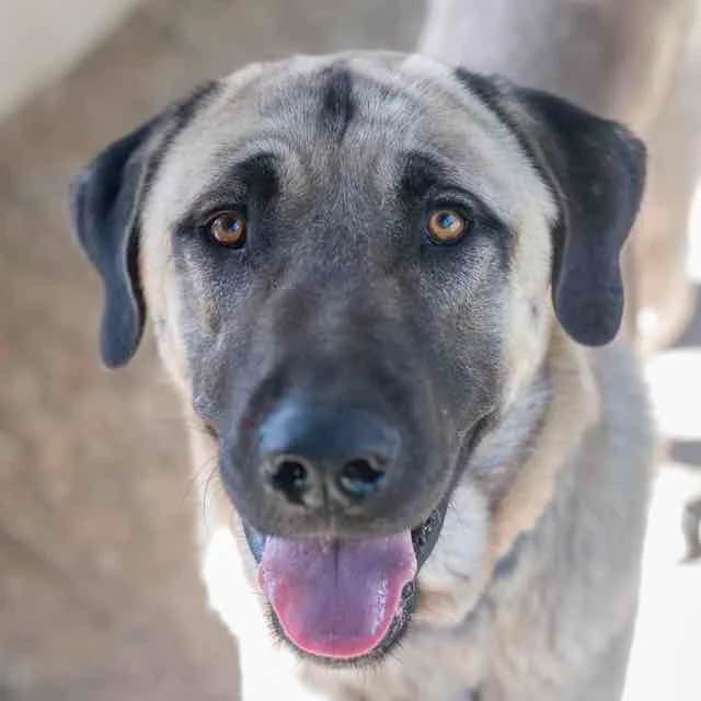 Pasa, Mixed Breed for adoption at SPA de Loire Atlantique, Nantes