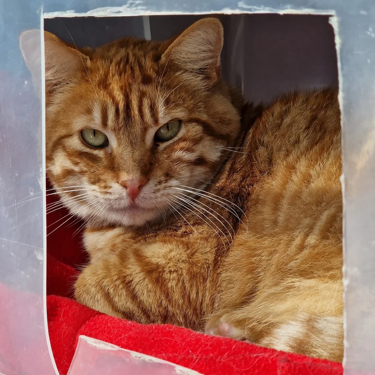 Grahams,  Mixed Breed for adoption at SPA de Loire Atlantique, Nantes