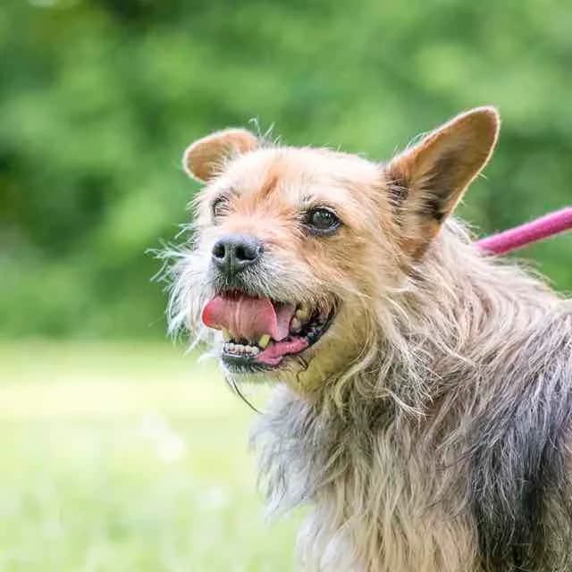 Timmy, male senior Cairn Terrier for adoption at SPA de Loire Atlantique, Nantes